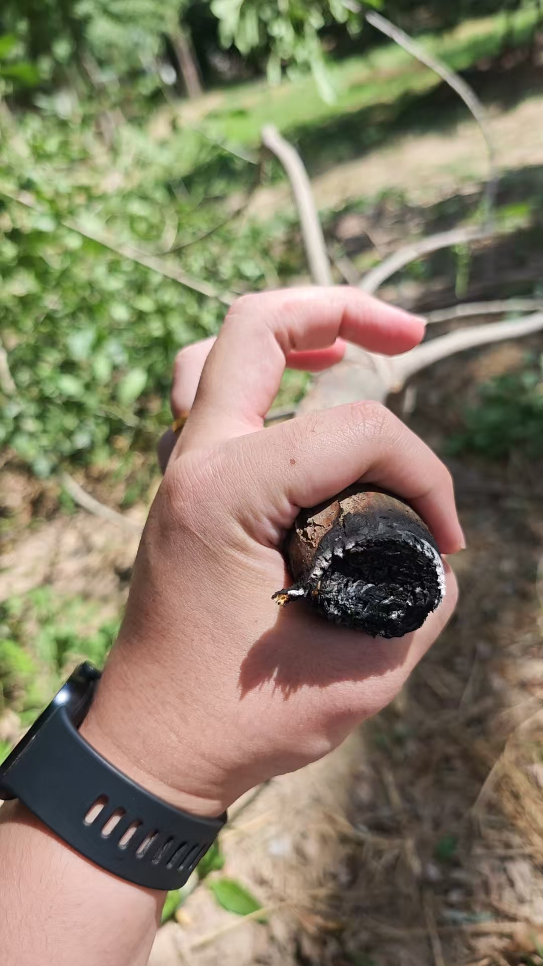 激光清障儀除樹障現場